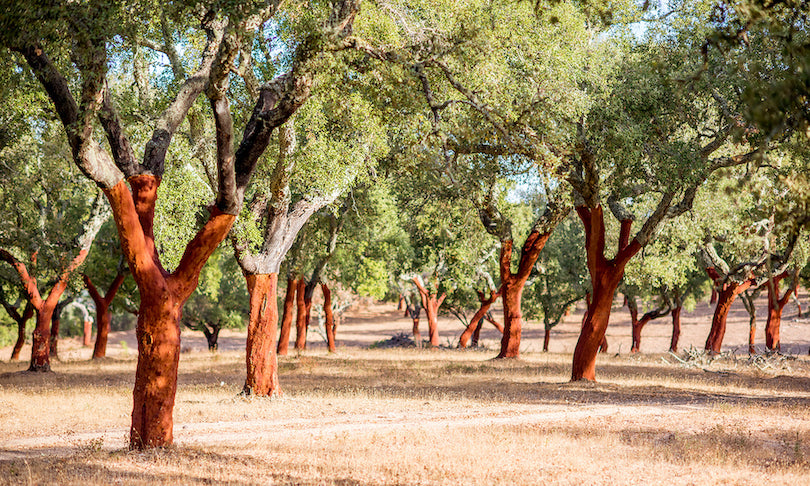 Kork Bäume Portugal
